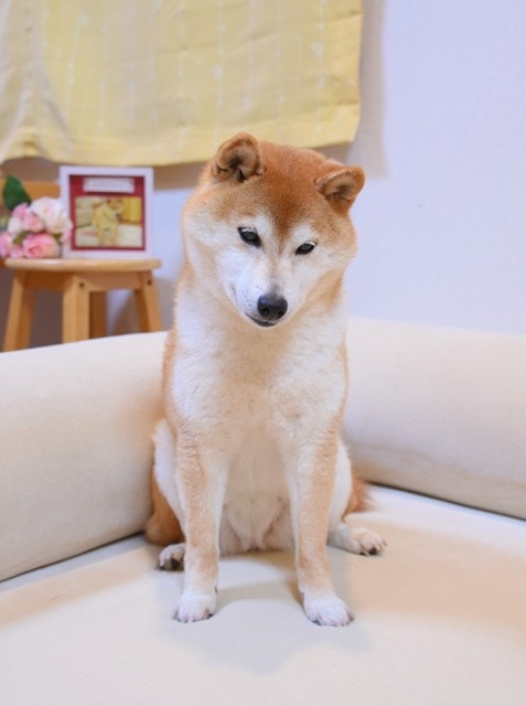 doge狗(doge狗表情包)