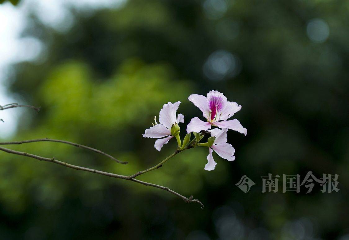 紫荆花(紫薇树图片大全大图)