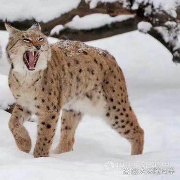 lynx(lynx星座)