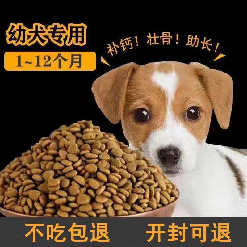 拉布拉多贵宾犬(拉布拉多犬图片价格)