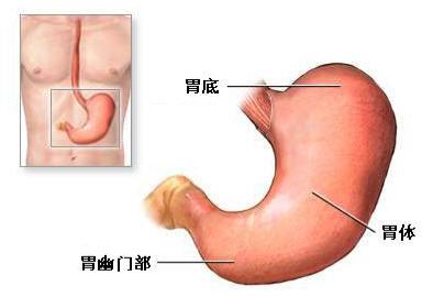 胃在哪个位置(胃上部心窝处隐隐作痛)